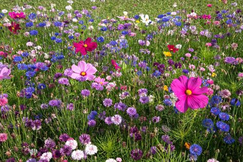 Designing a Dreamy Wildflower Garden You Can Maintain Garden Field, Flower Garden Ideas, Backyard Flowers Garden, Bog Garden, Tiered Garden, Backyard Flowers, Diy Raised Garden, Gardening Trends, Garden Stand