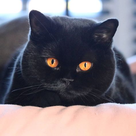 Black Cat With Orange Eyes, Cat With Orange Eyes, Vampire Cats, Short Haired Cat, Cat Captions, Vampire Cat, Orange Eyes, British Shorthair Cats, Lovely Cat