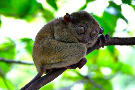 Like Gizmo from the Gremlins: the Philippine Tarsier. Bohol, Philippines 2013 © Sabrina Iovino Frans Lanting, Interesting Animals, Wild Creatures, Primates, Animal Wallpaper, Animal Planet, Big Eyes, Wildlife Photography, Beautiful Creatures