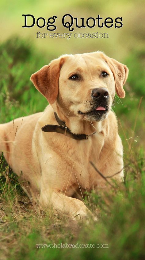 Memorable words to enjoy and treasure, you'll love these dog quotes Short Dog Quotes, Best Dog Quotes, Labrador Yellow, Probiotics For Dogs, Deaf Dog, Dog Leash Training, Dog Quotes Funny, Pictures Of Dogs, Labrador Retriever Puppies