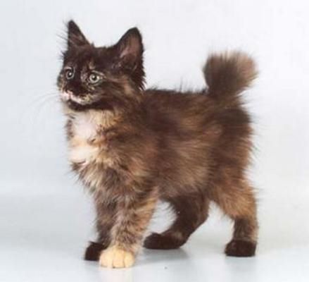 Kurilian Bobtail Manx Kittens, American Bobtail Cat, Bobtail Cat, Japanese Bobtail, Cats Pictures, Cat Anatomy, Cat Ideas, Gorgeous Cats, Cat Pose