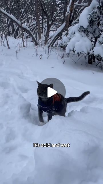 Alina on Instagram: "Long overdue, but in January Zen went to Minnesota to see snow for the first time! Can’t say our Floridian boy was too happy 😂  #catsofinstagram #catvlog #adventurecat #catvoiceover #cat #catsanddogs #snow #cats #pets #catlover #catlife" Crazy Animals Funny, Animal Reels, Cat In Snow, Cat Snow, Crazy Videos, Gray Cats, Animal Funnies, Cat Island, Adventure Cat