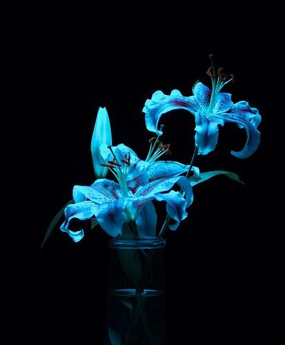 Blue Tiger Lily, Hibiscus Wallpaper, Black Flowers Wallpaper, Flowers Black Background, Glowing Flowers, Tiger Lilies, Blue Aesthetic Dark, Blue Tiger, Lovely Flowers Wallpaper