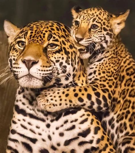 Family photo - 9GAG Tattoo Leopard, Leopard Cub, Cat Tattoos, Baby Leopard, Tiger Cub, Big Cat, Funny Animal Memes, Wildlife Animals, Leopards