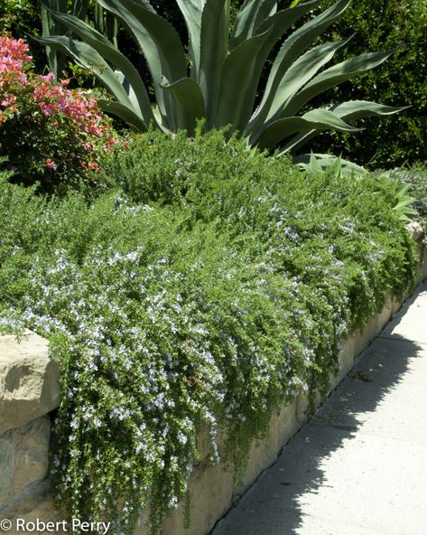 Rosmarinus officinalis 'Prostratus' - Inland Valley Garden Planner Creeping Rosemary, Rosemary Garden, Tattoo Plant, Lawn Alternatives, Rosemary Plant, Drought Tolerant Garden, Waterwise Garden, Front Landscaping, Garden Planner