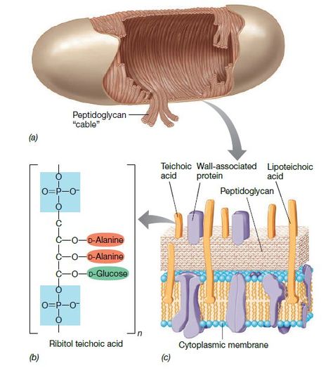 Structure of the gram-positive bacterial cell wall👇 📎The structure of the gram-positive bacterial cell wall is characterized by several key components. Firstly(a), a schematic representation of a gram-positive rod reveals the internal architecture of the peptidoglycan, depicted as "cables" within the cell wall. Peptidoglycan forms a mesh-like structure composed of glycan strands cross-linked by peptide bridges, providing strength and rigidity to the cell wall. 📎Secondly(b), the cell wall of... Bacteria Microbiology, Bacterial Cell, Biology Art, Cell Wall, The Cell, Study Notes, Biology, A A, Mesh