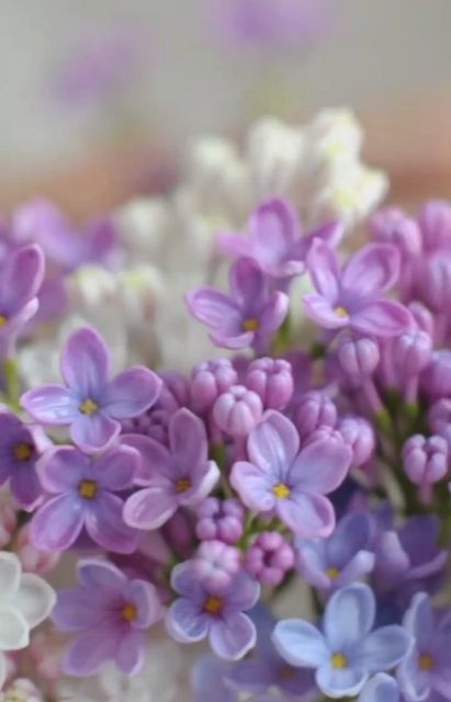 CLAY FLOWERS on Instagram: "Creating clay lilac" Lilac Photography, Facebook Backgrounds, Lilac Bush, Lilac Cottage, Photo Still Life, Raindrops On Roses, Lilac Bushes, Flowers Photo, Clay Flower