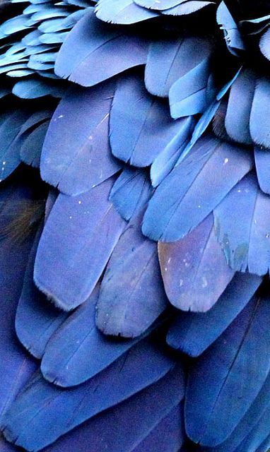 celiabasto: 100% ART On The Wings Of Love, Behind Blue Eyes, Feeling Blue, Love Blue, Color Textures, Something Blue, Blue Aesthetic, Indigo Blue, Bird Feathers