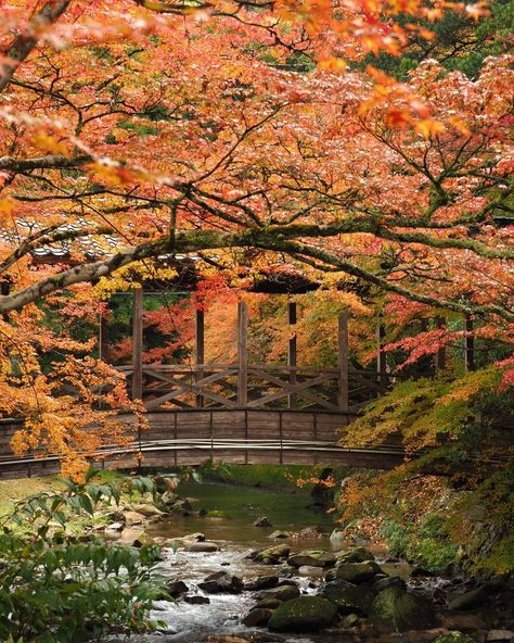 Autumn In Japan Photography, Japan In Autumn Aesthetic, Autumn In Kyoto, Hokkaido Japan Autumn, Fall In Japan Aesthetic, Japan In The Fall, Japan Fall Aesthetic, Fall In Japan, Fall Japan