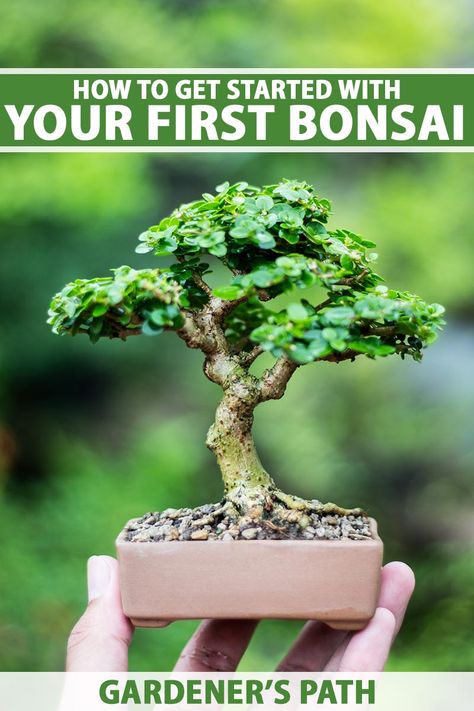 Fruit Bonsai, Red Maple Bonsai, Garden Bonsai Tree, Bonsai Fruit Tree, Elm Bonsai, Bonsai Diy, Bonsai Making, Bonsai Pruning, Jade Bonsai