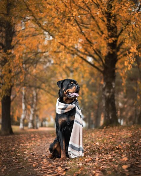 Rottweiler Photoshoot, Big Rottweiler Dogs, Rottweiler Photography, Rottweiler Pictures, Dog Therapy, Dog Photoshoot, Dog Pics, Rottweiler Dog, Doberman Pinscher