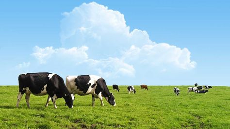 Grass-Fed vs. Grain-Fed Beef — What’s the Difference? Farm Wallpaper, Cows Grazing, Cow Wallpaper, Cow Cheese, Mural Home, Holstein Cows, Grasses Landscaping, Green Field, 수채화 그림