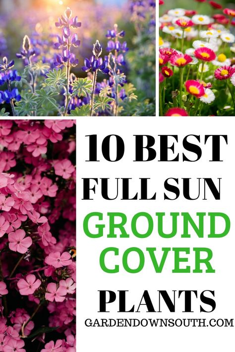 Full Sun Ground Cover, Living Mulch, Full Sun Landscaping, Perennial Garden Design, Perennial Garden Plans, Garden Front Of House, Perennial Ground Cover, Drought Tolerant Perennials, Shade Garden Plants