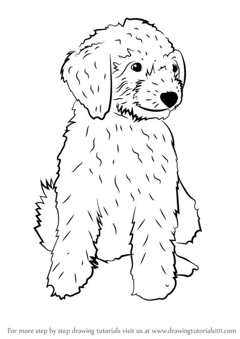 Learn How to Draw a Mini Goldendoodle (Dogs) Step by Step : Drawing Tutorials Goldendoodle Drawing Easy, Labradoodle Drawing, Pheasant Illustration, Dog Drawing Tutorial, Golden Doodle Dog, Dog Outline, Puppy Coloring Pages, Puppy Drawing, Mini Doodle