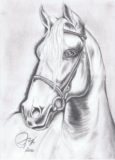 Horse Pencil Drawing, Horse Art Drawing, Pencil Drawings Of Animals, Horse Sketch, Animal Drawings Sketches, Art Sketches Pencil, Art Drawings Sketches Pencil, Horse Drawing, Horse Drawings