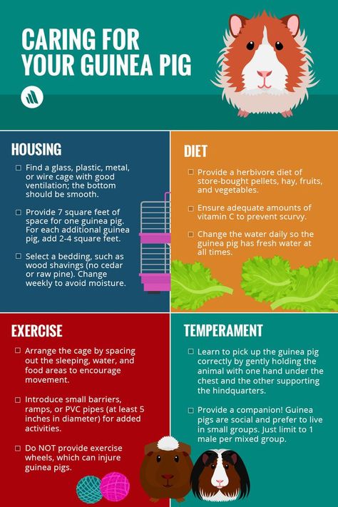 Here's a easy to read graphic with Guinea Pig Care tips via Merck Manual Pets! Learn more here: Guinea Pig Diet, Pig Facts, Pig Care, Guinea Pig Food, Guinea Pig Accessories, Pig Food, Pet Guinea Pigs, Guinea Pig Care, Cute Guinea Pigs