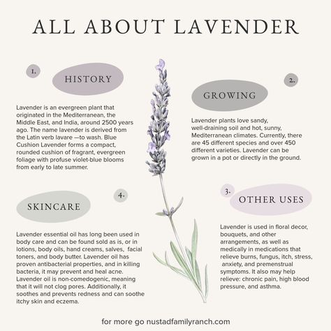 Lavender Infographic with history of lavender, uses, and growing recommendations Lavender Flowers Meaning, Lavender Properties Magic, Lavender Properties Witchcraft, Facts About Lavender, Lavender Correspondences, Lavender Care, Skincare Diy, Flower Of The Month, Lavender Fragrance