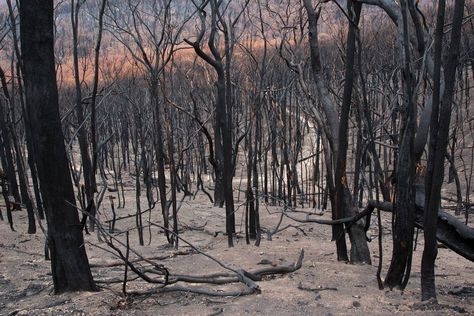 Burnt Trees Burnt Forest Aesthetic, Burnt Forest Art, Burnt Forest, Burnt Tree, Forest Fire, Tree Tattoo, High Fantasy, Dark Photography, Photojournalism