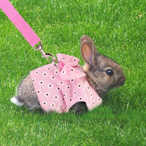 Bunny On Leash, Rabbit Harness, Bunny Harness, Rabbit Accessories, Rabbit Clothes, Bunny Stuff, Cute Vest, Closure Design, Bunny Outfit