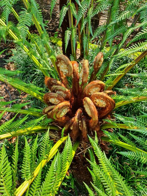 Unfurling fronds of Dicksonia antarctica soft tree fern. Coontie Fern, Fern Types, Plumosa Fern, Fern Varieties, Dicksonia Antarctica Tree Fern, Dicksonia Antarctica, Leaf Photography, Tree Fern, Outdoor Plants