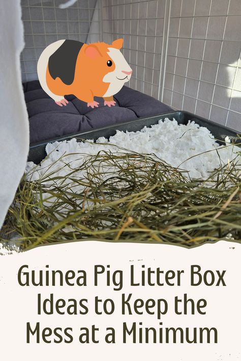 As a guinea pig owner, you've probably noticed how messy guinea pigs can be! They provide us with never-ending supplies of poop scattered around the cage. Here's how you can keep the mess more contained and easier to clean by introducing a litter box in your guinea pigs' cage! Guinea Pig Cage Ideas Aesthetic, Pig Litter Box Ideas, Guinea Pig Litter Box Ideas, C&c Guinea Pig Cage Ideas, Diy Guinea Pig Hideout, Cute Guinea Pig Cage Ideas, Aesthetic Guinea Pig Cage, Guinea Pig Cage Ideas, Litter Box Ideas