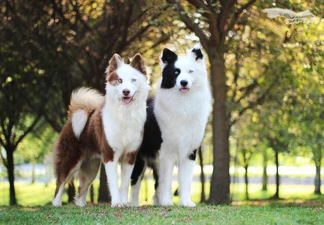 Yakutian Laika Puppy, Yakutian Laika Dogs, Yakutian Laika, Laika Dog, Service Dogs Breeds, Unique Dog Breeds, Rare Dogs, Every Dog Breed, Rare Dog Breeds