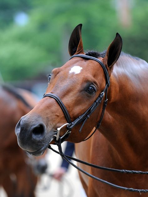 Bay Horse, Quarter Horses, Horse Face, Brown Horse, All The Pretty Horses, Horse Crazy, Sport Horse, Horse Equestrian, Cute Horses