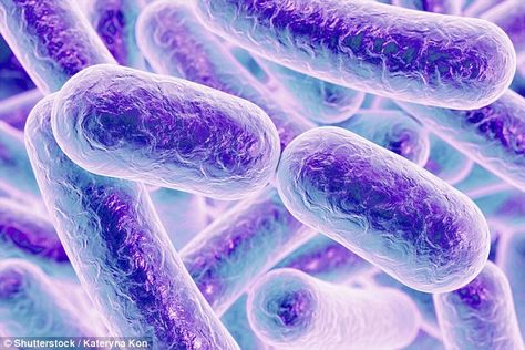 #DailyMailUK ..... "A team of researchers has discovered a bacteria 'superbug' at the bottom of a 1,000 feet (300m) deep cave that is resistant to 70 per cent of modern antibiotics. Pictured is an illustration of E.coli, a common bacteria which can also become resistant to antibiotics.".....  http://www.dailymail.co.uk/sciencetech/article-4024388/Super-tough-bacteria-hidden-cave-FOUR-MILLION-years-resistant-resort-antibiotics.html C Diff, Gut Microbiota, Natural Antibiotics, Bacterial Infection, Types Of Cancers, Microbiology, The Resistance, Probiotics, Human Body