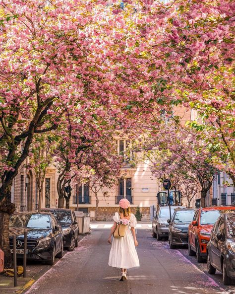 Best Places For Cherry Blossoms In Paris — This Life Of Travel Paris Cherry Blossoms, Cherry Blossom Paris, Blossom Photoshoot, Paris In April, April In Paris, Paris In Spring, Spring In Paris, Springtime In Paris, Paris Dream