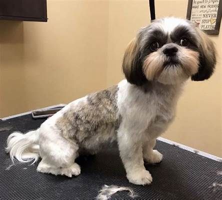 shih tzu hair cuts styles - Yahoo Search Results Zuchon Haircuts, Shitzu Hairstyles, Shitzu Haircut, Shitzu Haircuts, Shitzu Dogs Haircuts, Shih Tzu Grooming Styles, Shih Tzu Hair Styles, Dog Grooming Shih Tzu, Koda Bear