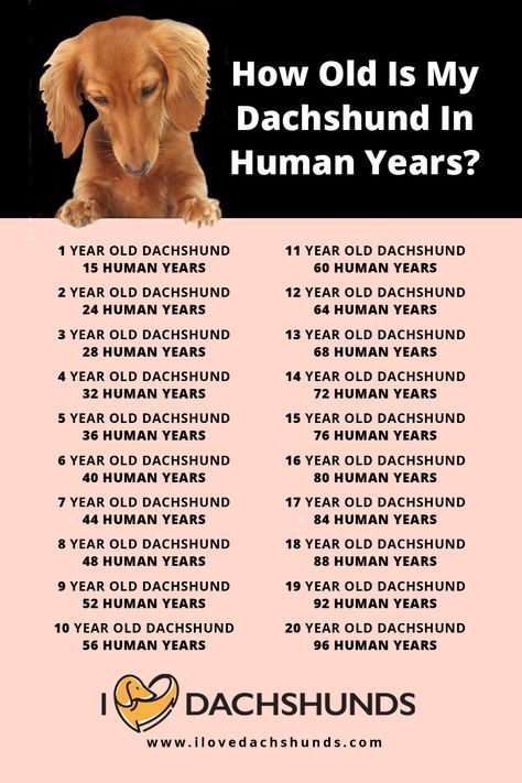 Doxie Humor, Dachshund Humor, Dachshund Facts, Daschund Puppies, Dapple Dachshund Puppy, Dachshund Breed, Baby Dachshund, Dachshund Funny, Weiner Dogs