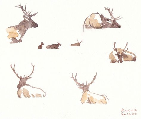 Elk Watercolor, Elk Drawing, Rocky Mountain National Park Colorado, Hunting Art, Chinese Art Painting, Travel Painting, Watercolor Mountains, Painting Art Lesson, Sketches Simple