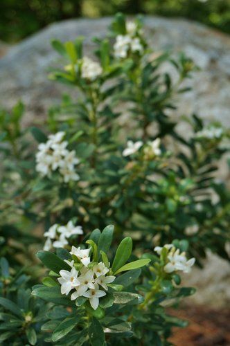 Daphne x transatlantica Eternal Fragrance Daphne Transatlantica, Daphne Eternal Fragrance, Pink White Flowers, Winter Garden, Garden Plants, White Flowers, Pink Flowers, Pink White, Fragrance