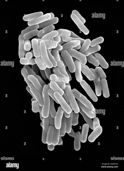 Download this stock image: Scanning electron micrograph (SEM) of Thiobacillus ferrooxidans (also known as Acidithiobacillus ferrooxidans), rod-shaped, chemolithotrophic bacteriu - 2ADCE54 from Alamy's library of millions of high resolution stock photos, illustrations and vectors. Scanning Electron Micrograph, Stock Images, Stock Photos