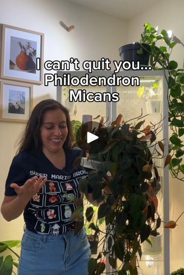 86K views · 4.3K reactions | Philodendron micans, I’ve had you for three years and you still get on my nerves! We love plants around here and I’ve had many plants that I’ve loved… but only from afar. In order to keep this hobby fun, I try to avoid having plants that require more than I can give it. What’s that plant that you absolutely can’t stand for whatever reason but you can’t just let it go from your collection? Premade houseplant mix I used for this one is from @solsoils . Use code PlantsKrystal10 for 10% off. #philodendronmicans #plantcollector | PlantswithKrystal | PlantswithKrystal · Original audio Philodendron Micans, Love Plants, Just Let It Go, Plants Succulents, Let It Go, I Try, Nerve, Our Love, I Tried