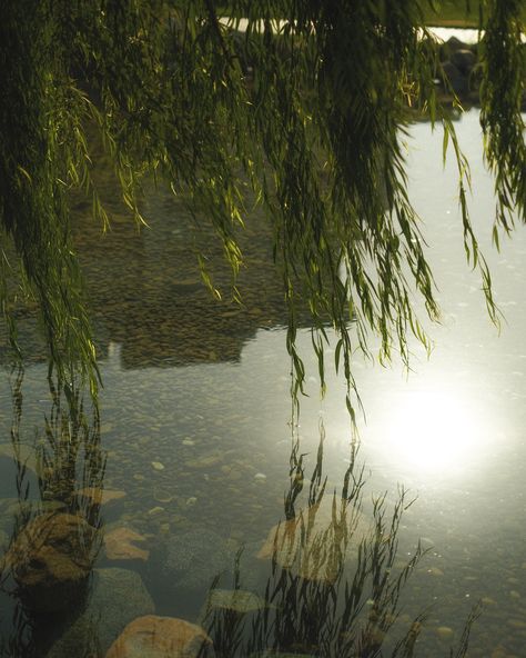 1,2,3,4,5, or 6 ? 📷 under the willow tree and the rising sun 🌱🌤️ what emoji do you feel is missing from the keyboard? I need some willow leaves please 🤭 — second post today but i just couldn’t not share photo 5 + 6 (absolute gorgeous film shots — by @__callmelu__ 🍃) Tell me, which shot is your favorite? . . . . 🏷️ [#softgirlaesthetic #cottagecorevibes #softgirloutfits #softlife #slowdays #slowandsimpledays #cottagecoreoutfit #hijabistyle #cottagecoredream #softaesthetic #onfilm #35mmfilm ] Willow Tree Aesthetic, What Emoji, Film Shots, Willow Leaves, Willow Trees, Waterfall Art, Twenty Twenty, Soft Girl Outfits, Softgirl Aesthetic