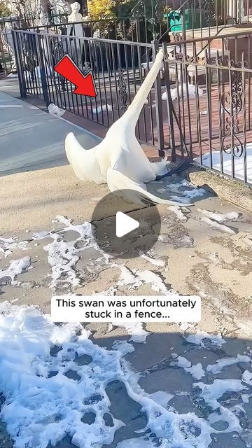 Animal Lovers on Instagram: "This kind man rescued a swan stuck in a fence   We created this story with the intention of sharing heart warming messages about the bond between humans and animals.  Our goal is to provide viewers an uplifting and memorable viewing experience.  We sincerely thank and credit  🎥 @toto.gabor  If the owner of the content wants it to be remove, please message us directly. Thank you❤️  #animallove #animalrescue #animalsofinstagram #animallovers #animalover #animals #animalworld #animalplanet #rescue #rescueanimals #rescuesofinstagram #swan #swansofinstagram" Pretty And Cute Wallpapers, Tiny Cute Animals, Animals Being Silly, Animal Videos Cutest, Cute Animals Videos, Rescuing Animals, Unlikely Animal Friends, Bizarre Animals, Animal Hugs