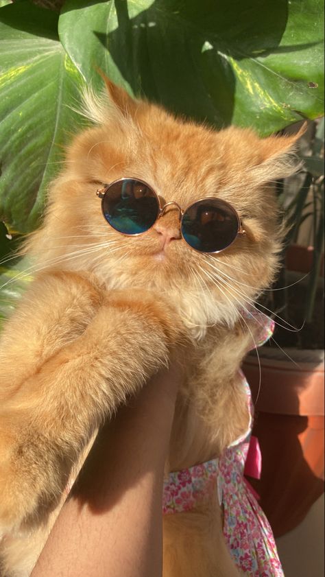 Ginger Persian Cat, Cat Ginger, Dream Pet, Ginger Kitten, Ginger Cat, Red Cat, Ginger Cats, Persian Cat, Pretty Cats