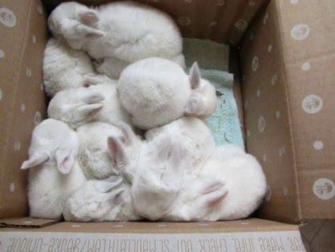 Pet Things, Bunny Rabbits, Baby Bunnies, Cute Little Animals, Cute Bunny, Animals Friends, Bunny Rabbit