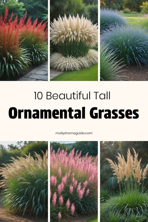 Discover the best tall ornamental grasses for landscaping to add privacy and beauty to your outdoor space. Ornamental grasses are ideal for creating a natural screen or focal point in your garden. Explore a variety of tall decorative grasses that can enhance your landscape design with their unique textures and colors. Whether you're looking to plant ornamental grasses along a fence line or create a serene garden border, these plants are versatile and low-maintenance. Aztec Grass Landscaping, Ornamental Grass Landscape, Blue Oat Grass, Feather Reed Grass, Tall Ornamental Grasses, Perennial Grasses, Small Front Yard, Small Front Yard Landscaping, Privacy Landscaping