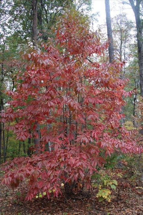 Nyssa sylvatica (Blackgum or Tupelo) has wonderful, deep red color Summer Leaves, Autumn Woods, Red Leaves, Leaf Coloring, Black Gums, Deep Red Color, Growing Tree, On Fire, Deep Red