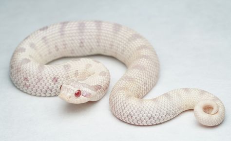 Albino Hognose Snake, Hognose Snake Morphs, Pretty Reptiles, Western Hognose, Western Hognose Snake, Snake Turtle, Danger Noodle, Snake Photos, Hognose Snake