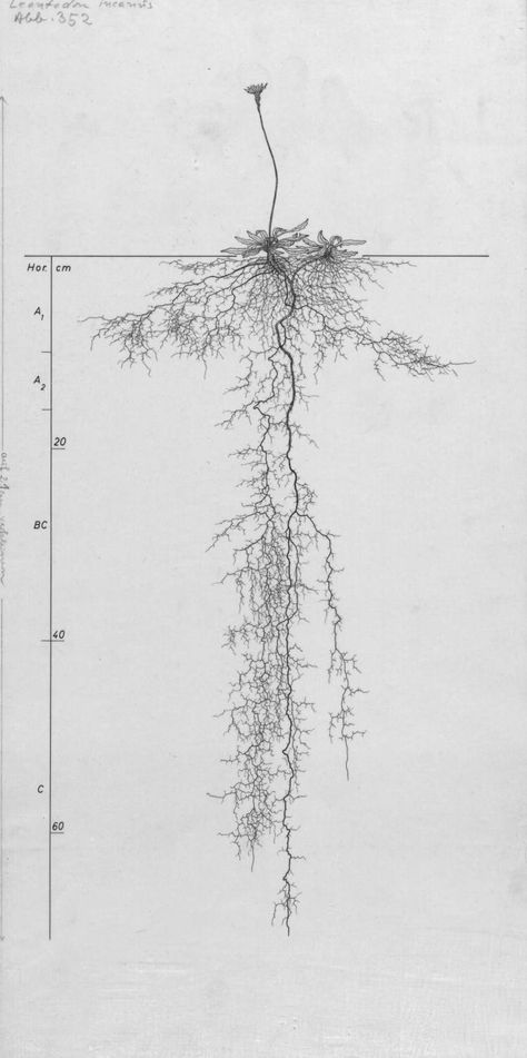 Root System Tattoo, Plant Roots Tattoo, Flowers With Roots Tattoo, Root Tattoo Ideas, Rooted Aesthetic, Root Arts, Roots Tattoo Ideas, Root Drawings, Roots Architecture Concept