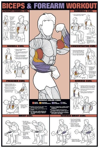 .Fitness para hombres - #exercise for #men Forearm Workouts, Forearm Workout, Gym Antrenmanları, Muscle Abdominal, Barbell Workout, Workout Planner, Workout Posters, Trening Fitness, Bodybuilding Workout