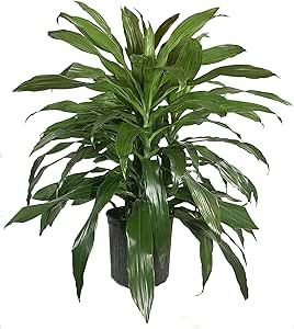 Excellent Air Cleaning ! Janet Craig Plant, Dracaena Janet Craig, Loquat Tree, Popular Plants, Rubber Tree Plant, Dracaena Plant, Patio Trees, Tropical Africa, Floor Plants