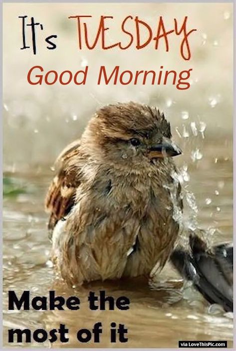 Rainy Tuesday, Sparrows, Two Birds, Pretty Birds, For The Birds, Bird Garden, Little Birds, Days Of The Week, Wild Birds