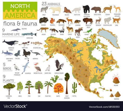 Elements Animals, Animal Infographic, Geography Worksheets, Illustrated Map, Map Wall Art, Map Wall, North America Travel, Flora And Fauna, Marine Life