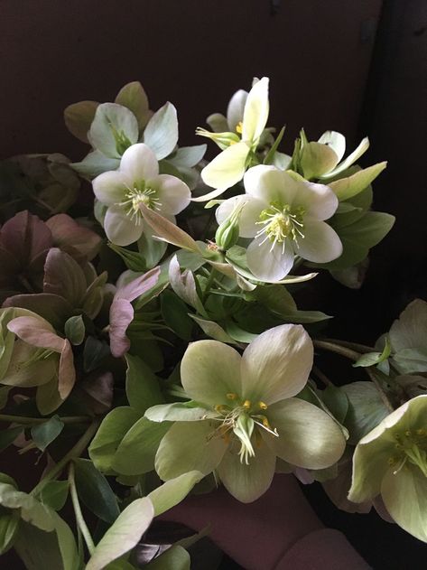 A bunch of green and white hellebores in the studio prior to creating our couture flower dress for American Flowers Week 2021. Hellebore Arrangement, Hellebore Green, Hellebore Bouquet, Green Hellebore, March Wedding Flowers, White Hellebore, December Flowers, November Flowers, Hellebore Flower