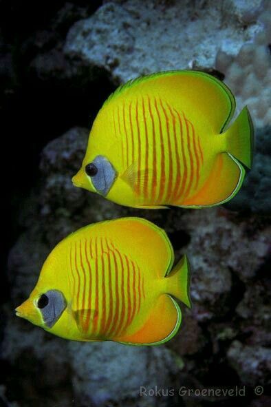 Butterfly Fish, Fauna Marina, Life Under The Sea, Salt Water Fish, Yellow Fish, Under The Ocean, Cool Fish, Saltwater Tank, Water Animals