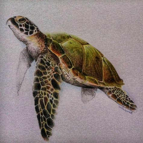 Sea Turtle Drawing Colored Pencil, Aesthetic Sea Turtle, Tortoise Drawing, Sea Turtle Drawing, Sea Turtle Pictures, Sea Turtle Watercolor, Sea Turtle Painting, Sea Turtle Tattoo, Turtle Images